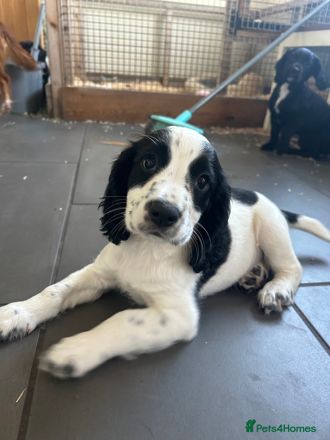 Cocker Spaniel dogs for sale: KC registered working Cocker Spaniel puppies - Image 29