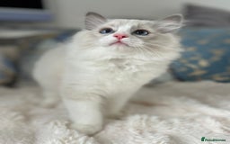 Ragdoll cats for sale: Beautiful Bicolour Ragdoll Kittens Home Raised, in Castleford - Image 22