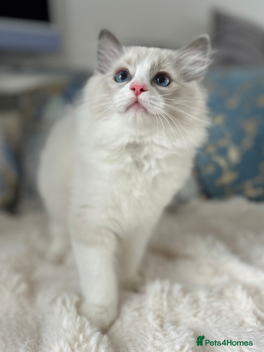 Ragdoll cats for sale: Beautiful Bicolour Ragdoll Kittens Home Raised, in Castleford - Image 22