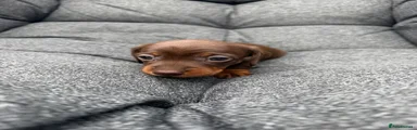 Dachshund Orange