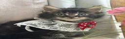 Maine Coon cats for sale: Maincoon Kittens ready to find new home  - Advert 19