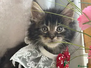 Maine Coon cats Maincoon Kittens ready to find new home - Advert 1