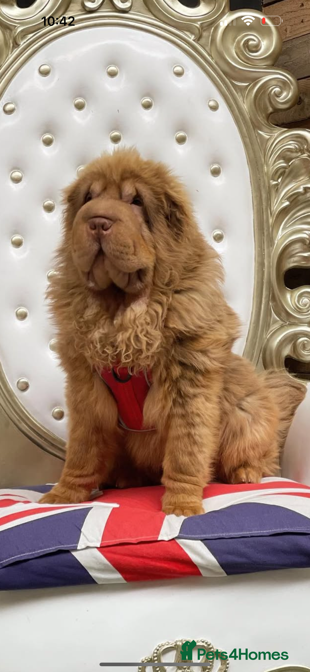 Shar Pei dogs for sale: ONLY 3 LEFT. OUTSTANDING KC BEAR & BRUSH PUPS - Advert 3