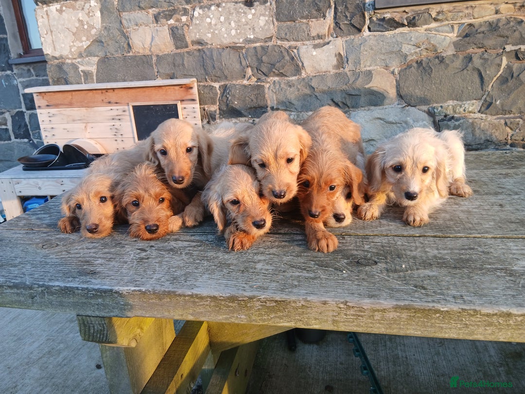 Labradoodle dogs for sale: Labradoodle pups for sale - Image 13