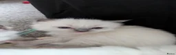 Ragdoll cats for sale: Pedigree dna tested ragdoll kittens - Advert 9