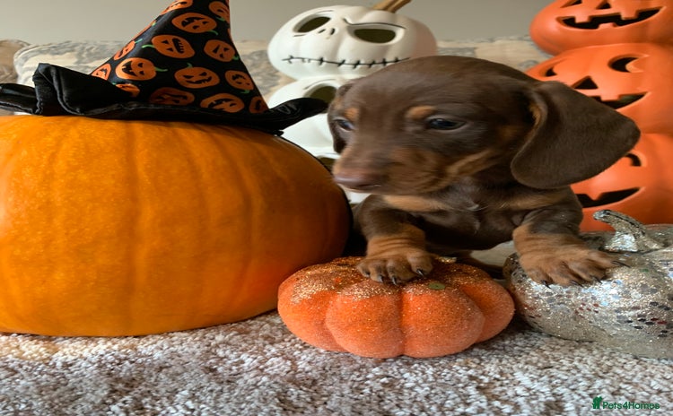 Miniature Dachshund dogs - Advert 2