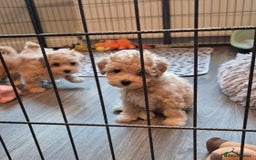 Maltipoo dogs for sale: F1 Maltipoo puppies 🐶 Just 2 girls remaining  - Advert 23
