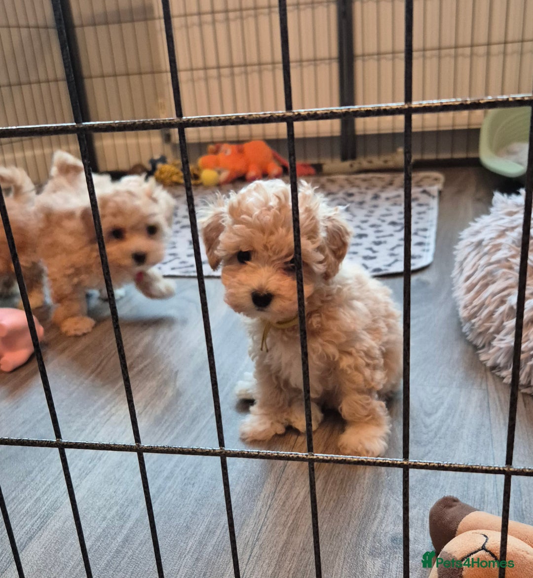 Maltipoo dogs for sale: F1 Maltipoo puppies 🐶 Just 2 girls remaining  - Advert 23
