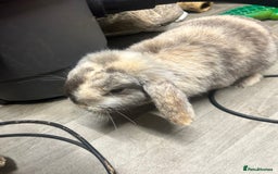 Mini Lop rabbits for sale: 2 mini lop rabbits 1 boy 1 girl  - Image 9