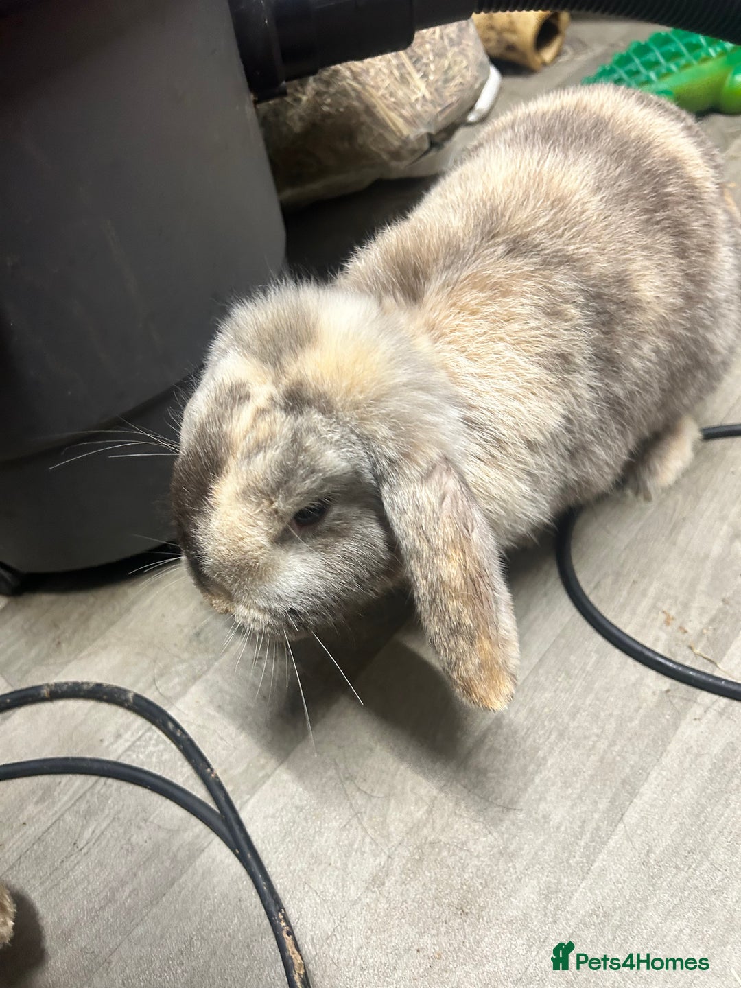 Mini Lop rabbits for sale: 2 mini lop rabbits 1 boy 1 girl  - Image 9