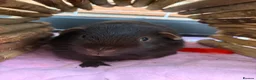Guinea Pig rodents for sale: 2 bonded boars  in Loughborough - Advert 3