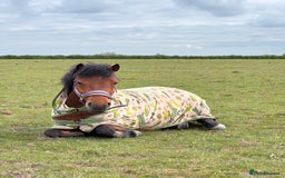 Dartmoor horses for sale: STUBBY, companion or project, Dartmoor cross  - Image 7
