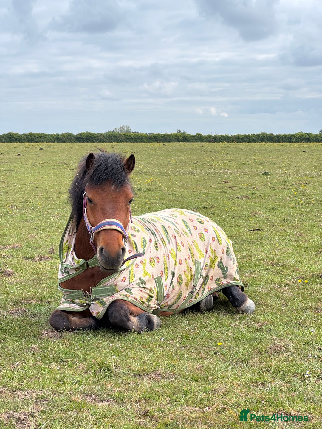 Dartmoor horses for sale: STUBBY, companion or project, Dartmoor cross  - Image 7
