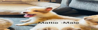 Mattie