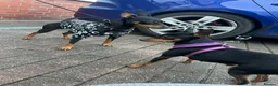 Miniature Pinscher dogs for sale: Chocolate and tan miniature pinschers  - Advert 9