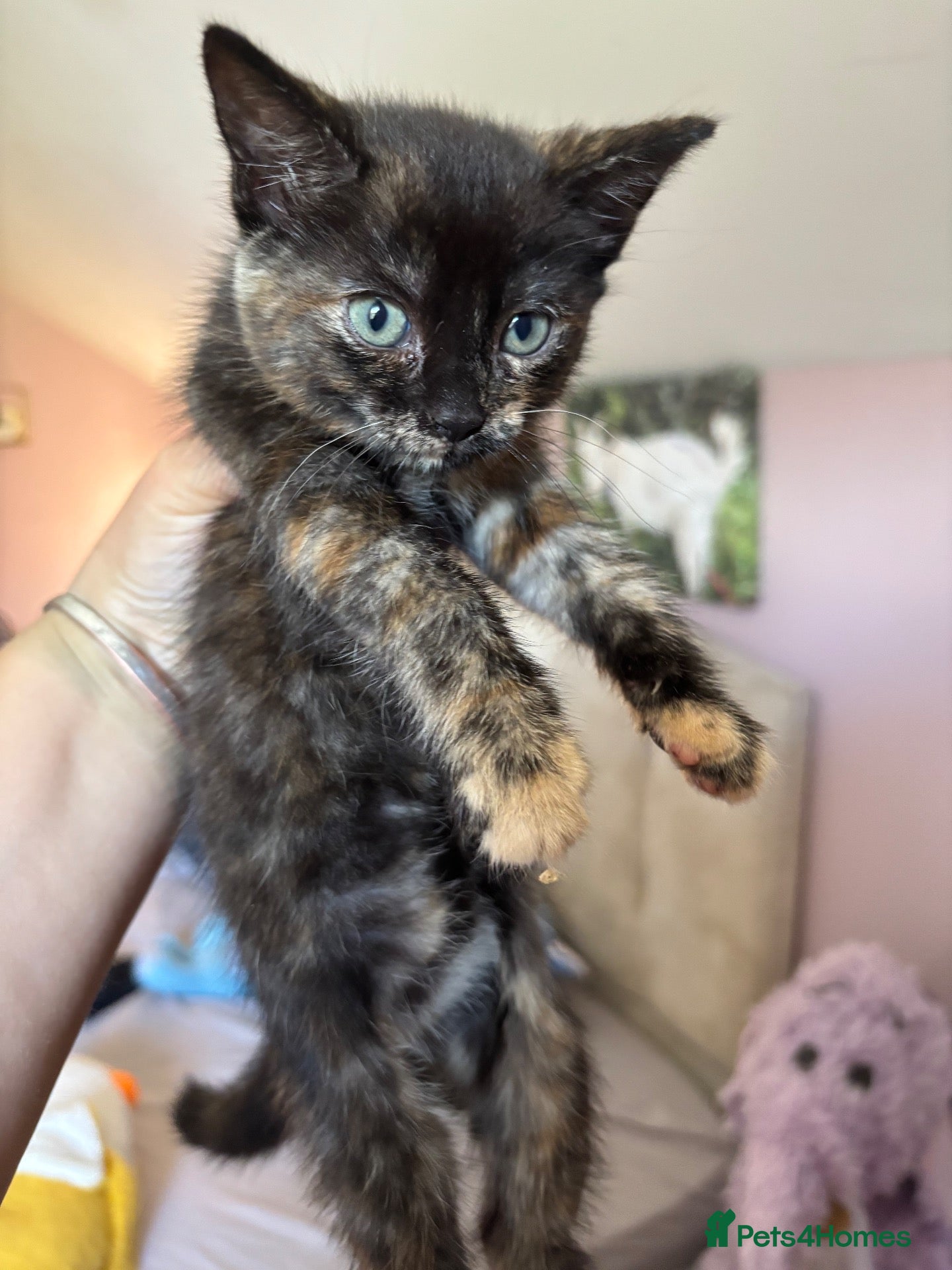 Mixed Breed cats Fluffy kittens ready now 3 left - Advert 2