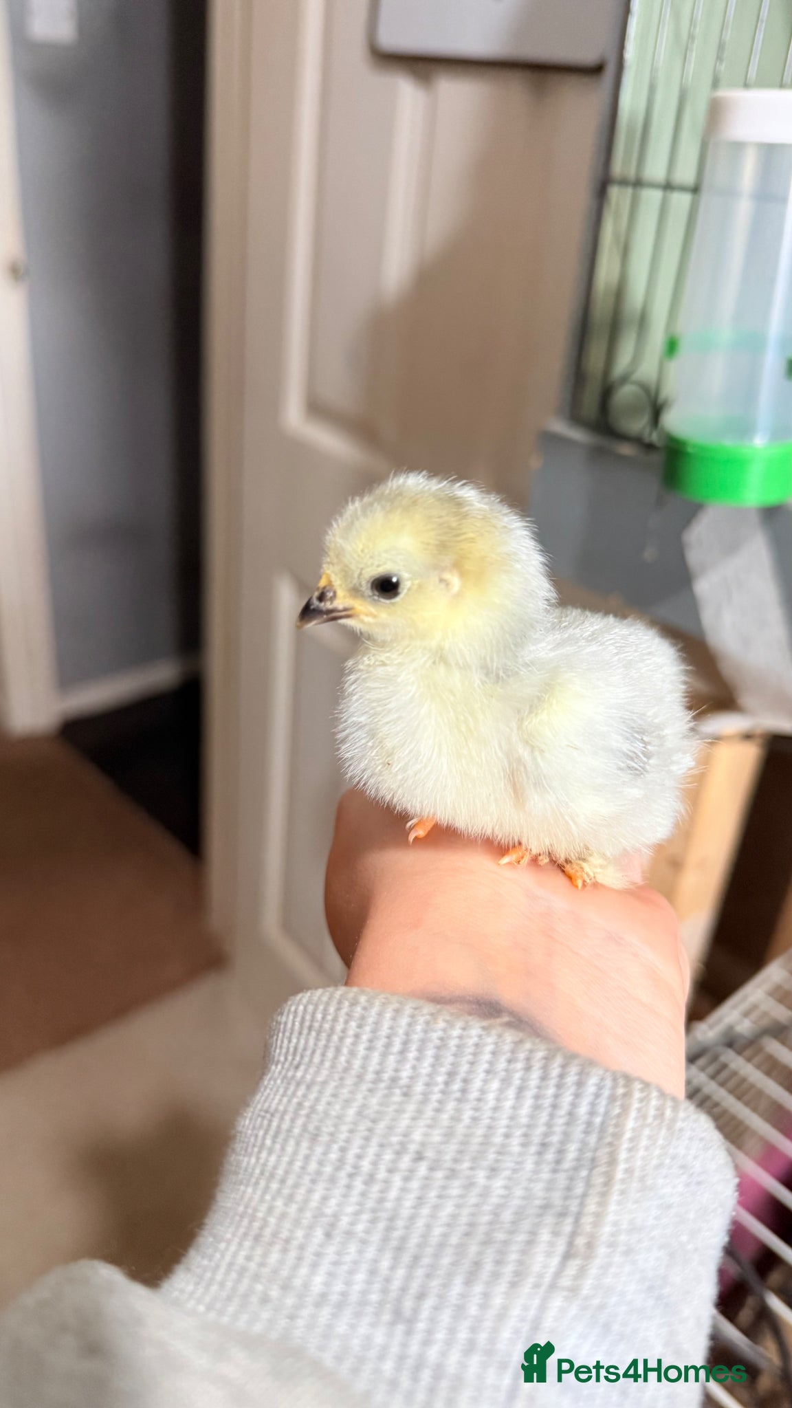 Chickens poultry Lavender Cuckoo Pekin Bantam Chicks  - Advert 11