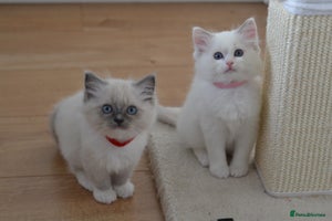 Ragdoll cats Beautiful Ragdoll Kittens - Advert 2