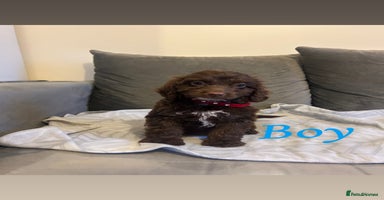 Cockapoo dogs - Advert 16