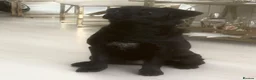 Labrador Retriever dogs for sale: Beautiful 6-Month-Old Puppy - Advert 5