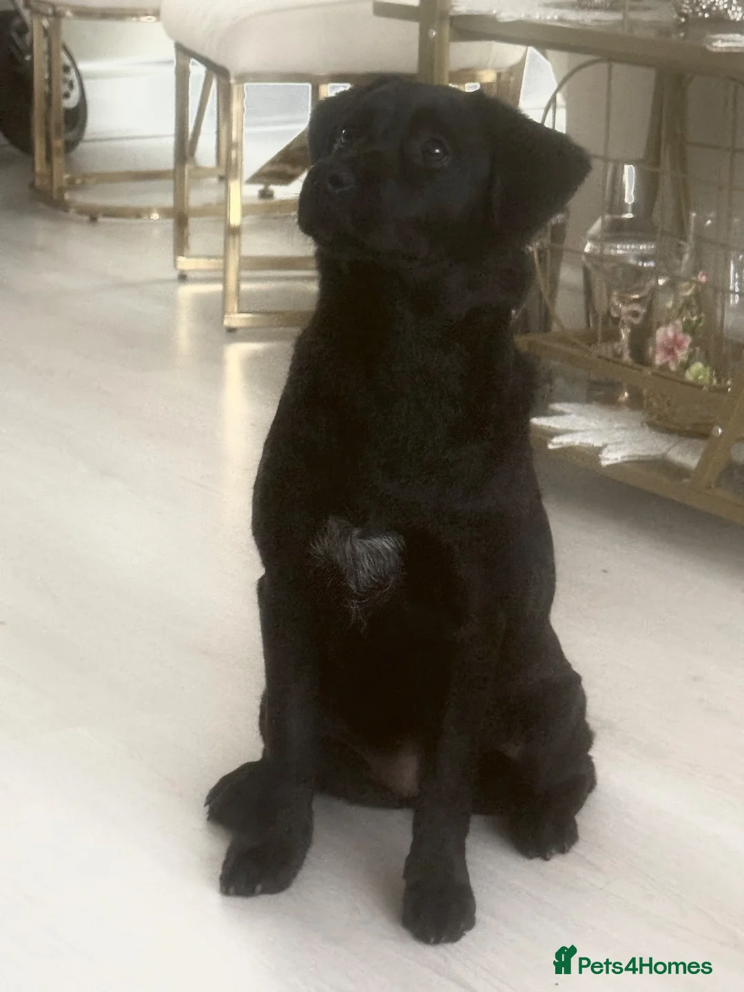 Labrador Retriever dogs for sale: Beautiful 6-Month-Old Puppy - Advert 5