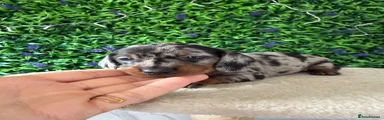 Miniature Dachshund 1