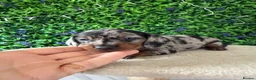Miniature Dachshund dogs for sale: STUNNING TRUE TO TYPE MINIATURE DACHSHUNDS - Advert 9