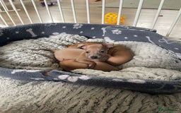 Italian Greyhound dogs for sale: Ready from next week Little Italian Greyhound pups - Image 25