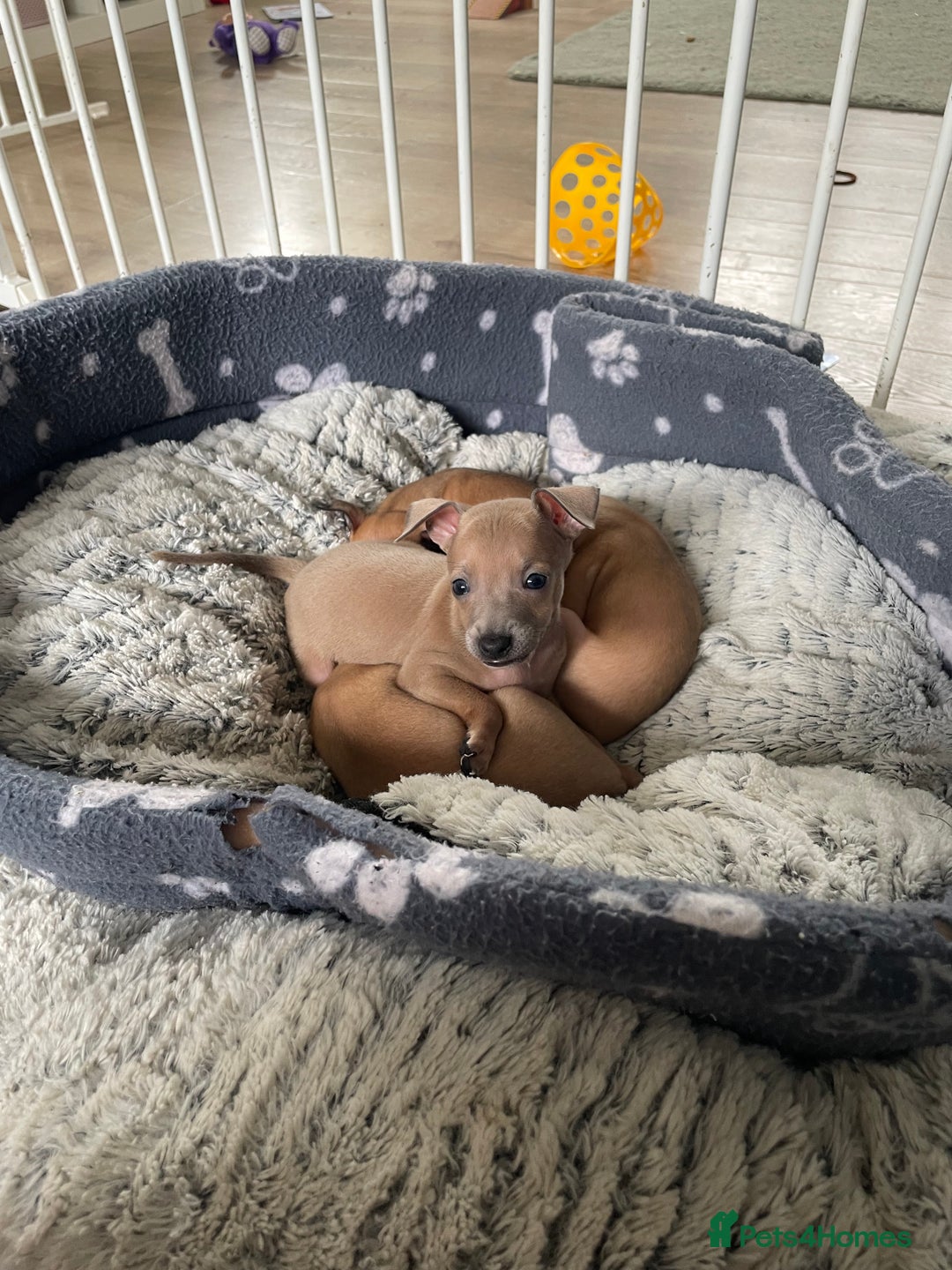 Italian Greyhound dogs for sale: Ready from next week Little Italian Greyhound pups - Image 25