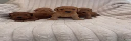 Cockapoo dogs for sale: Beautiful F1 cockapoos  - Advert 9