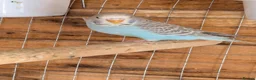 Budgerigars birds for sale: Budgies - Advert 4