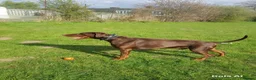 Dobermann dogs for stud: Proven Stud Services  - Advert 2