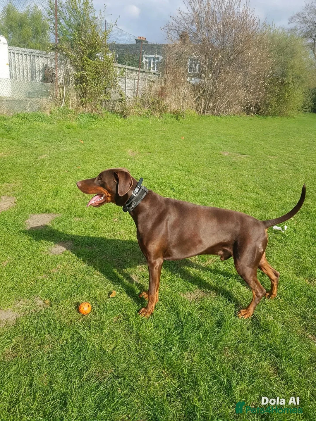 Dobermann dogs for stud: Proven Stud Services  - Advert 2