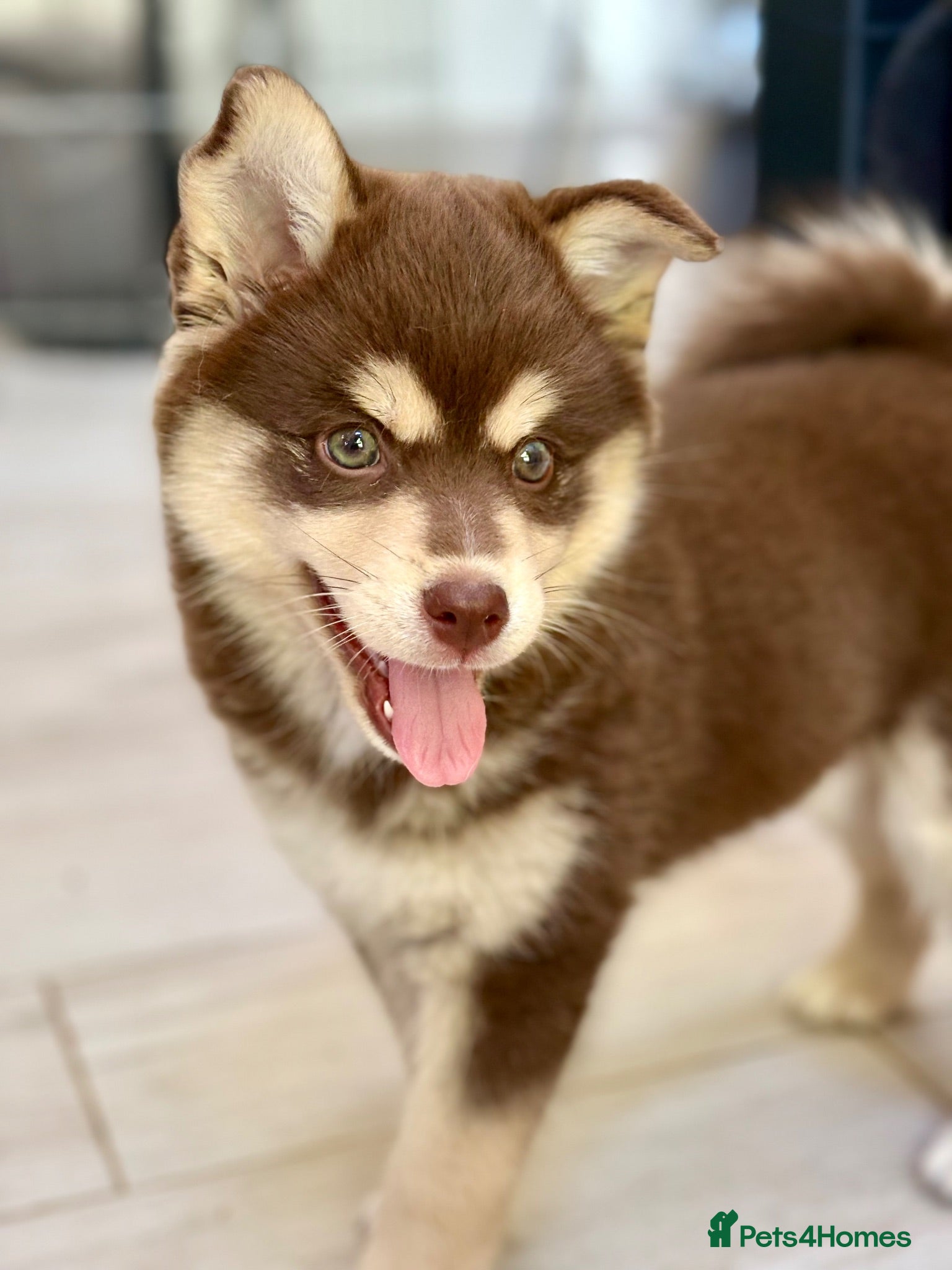 Pomsky dogs Ready to leave  - Advert 1