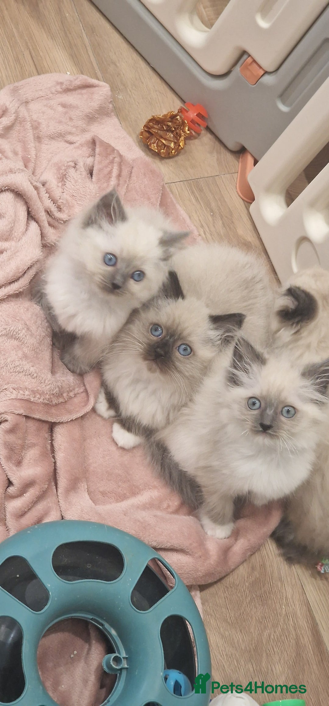 Ragdoll cats for sale: Ragdoll kittens ready now - Advert 16