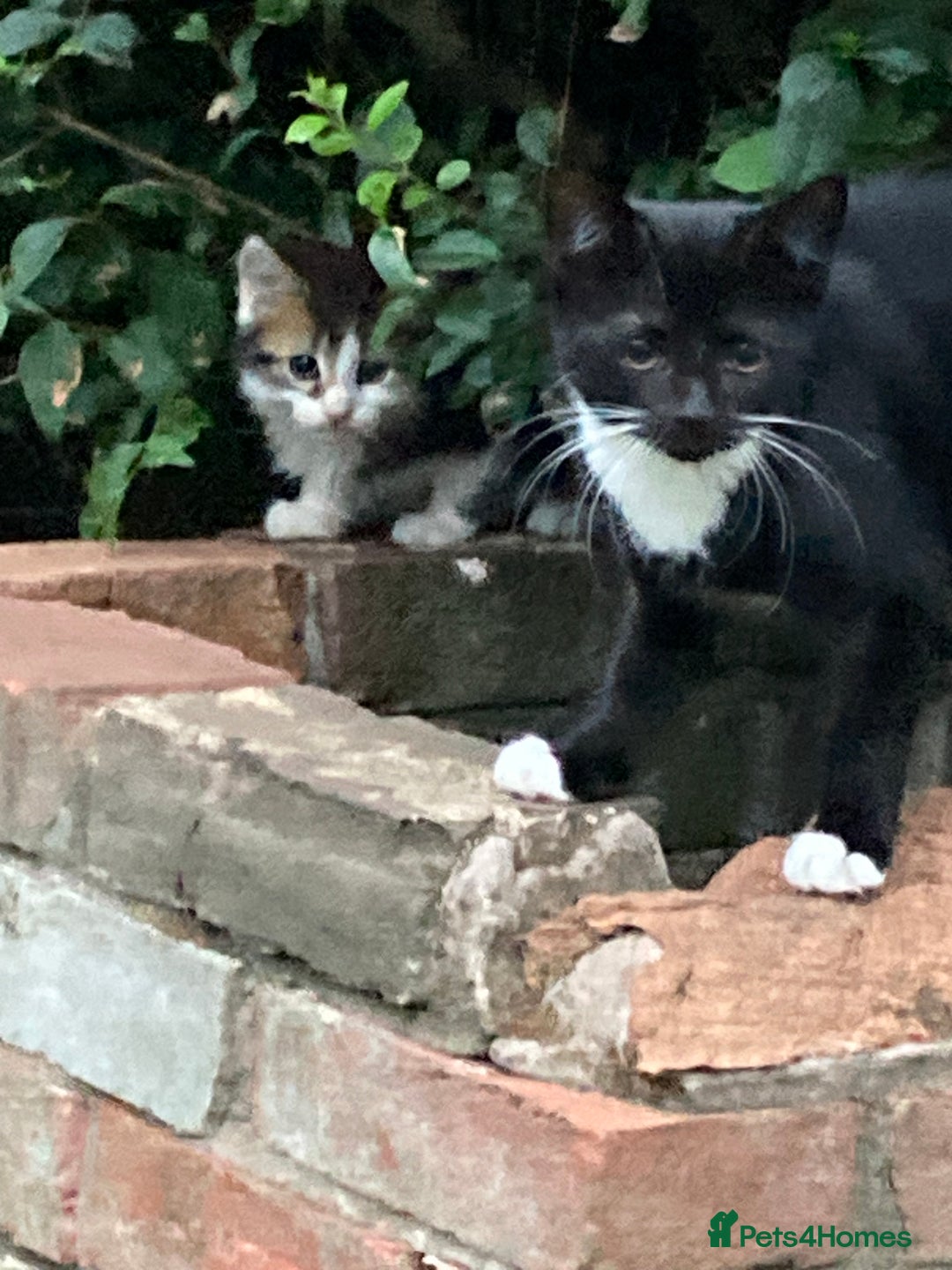 British Shorthair cats for sale: Loving kittens looking for a loving home - Image 10