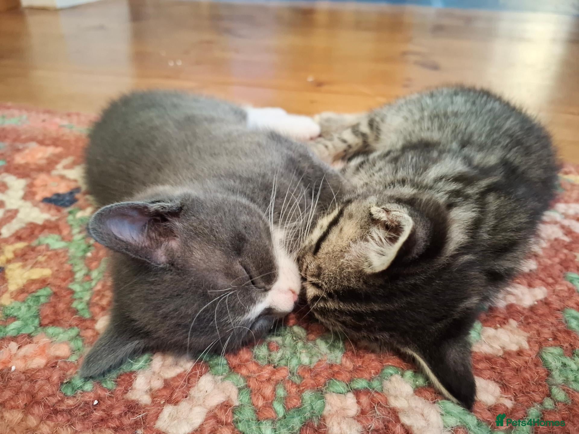 Mixed Breed cats Gorgeous grey/black tabby & grey girl kittens - Advert 2