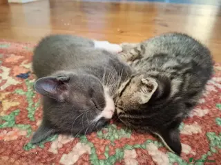 Mixed Breed cats Gorgeous grey/black tabby & grey girl kittens - Advert 1
