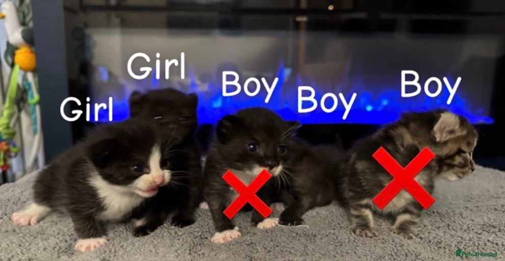 Mixed Breed cats Sphynx cross kittens x5 - Advert 11