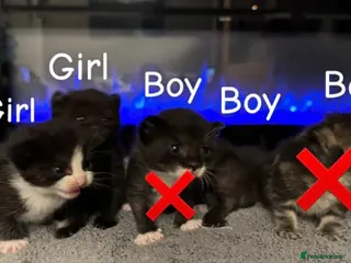 Mixed Breed cats Sphynx cross kittens x5 - Advert 9