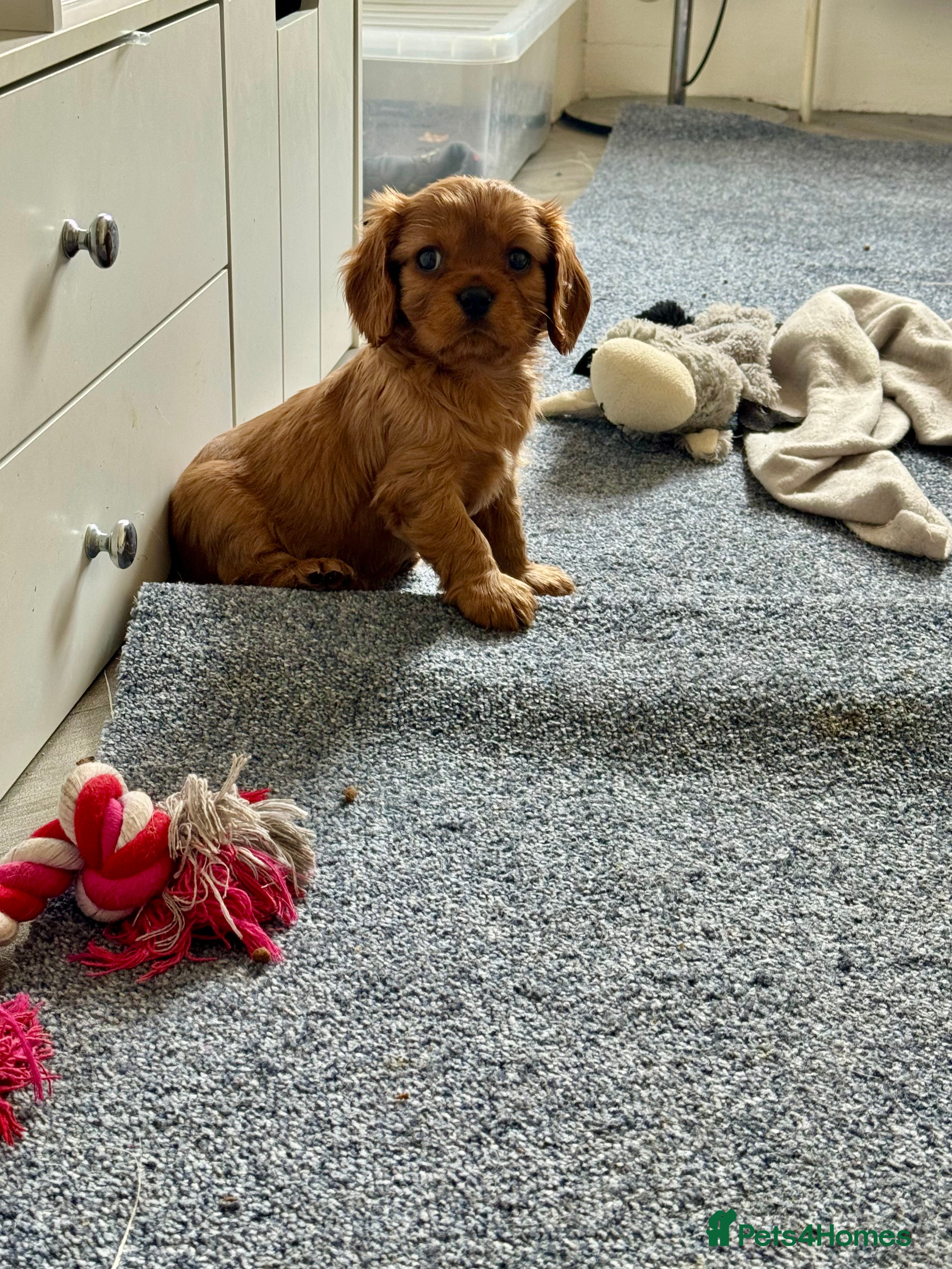 Cavalier King Charles Spaniel dogs Male King Charles Cavalier Puppies 🩵💙 - Advert 17