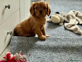Cavalier King Charles Spaniel dogs Male King Charles Cavalier Puppies 🩵💙 - Advert 17