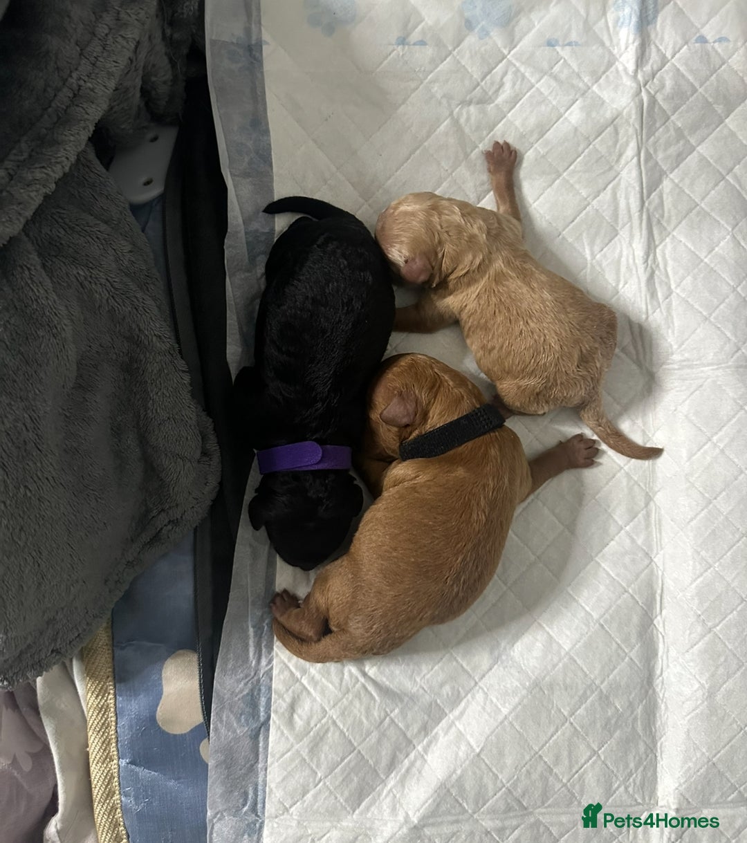 Cockapoo dogs for sale: 🐾 Beautiful Cockapoo Puppies🐾 - Advert 5