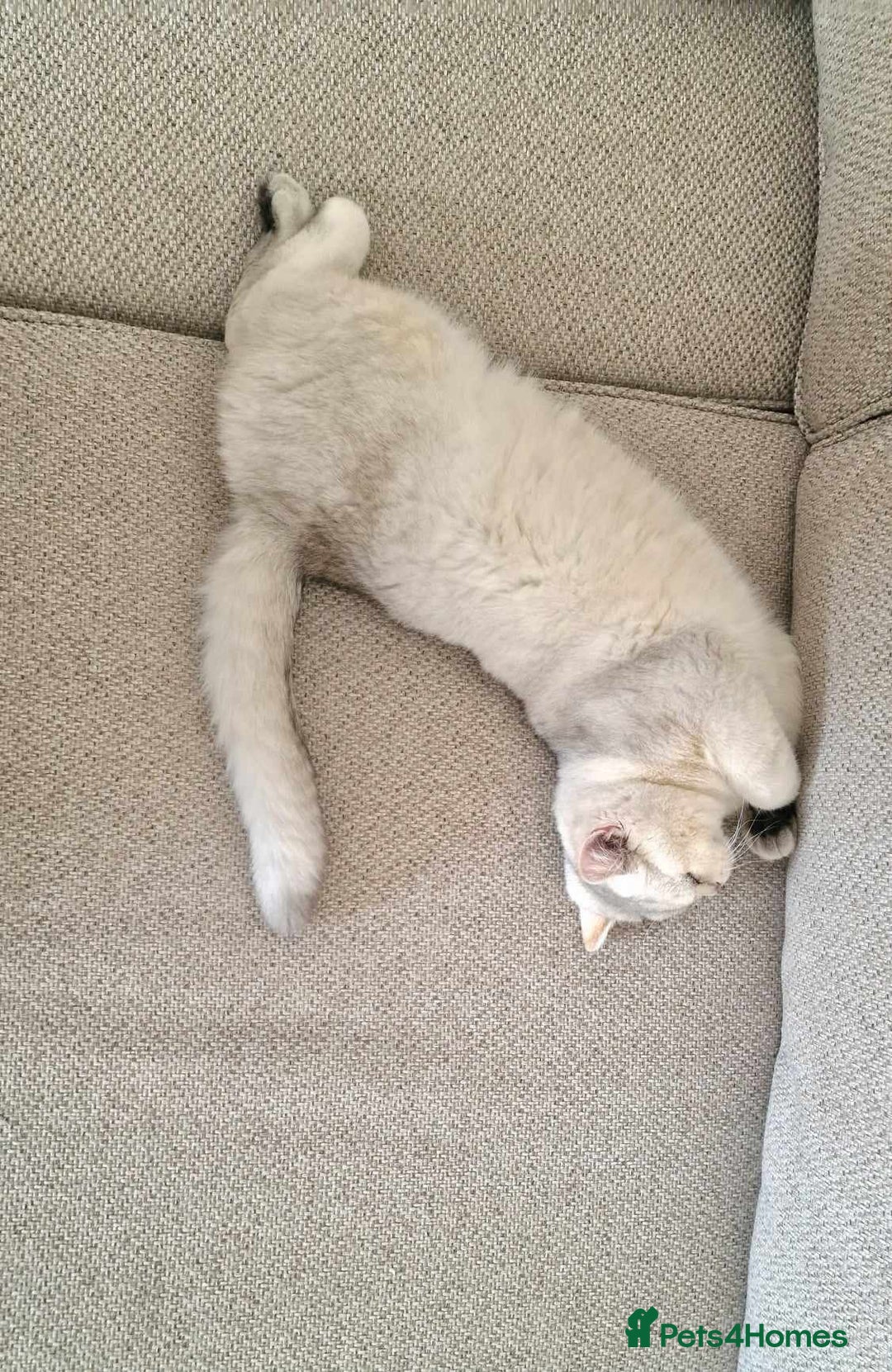 British Shorthair cats for stud: ❤ British Short Hair Active Stud ❤ Champion ❤ in Doncaster - Advert 22