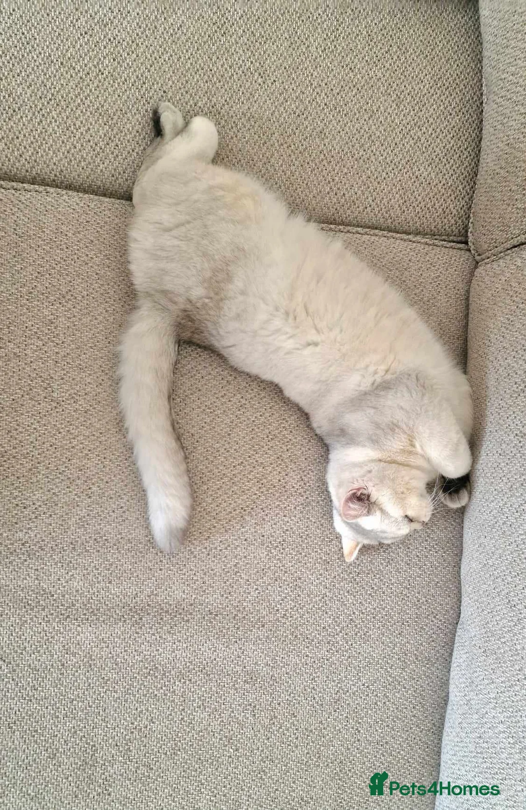 British Shorthair cats for stud: ❤ British ShortHair Active Stud ❤ Champion ❤ in Doncaster - Advert 21