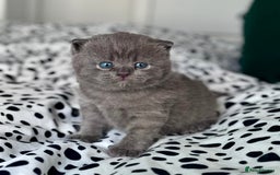 British Shorthair cats for sale: Beautiful Active Male Kitten for Sale – Blue - Image 10