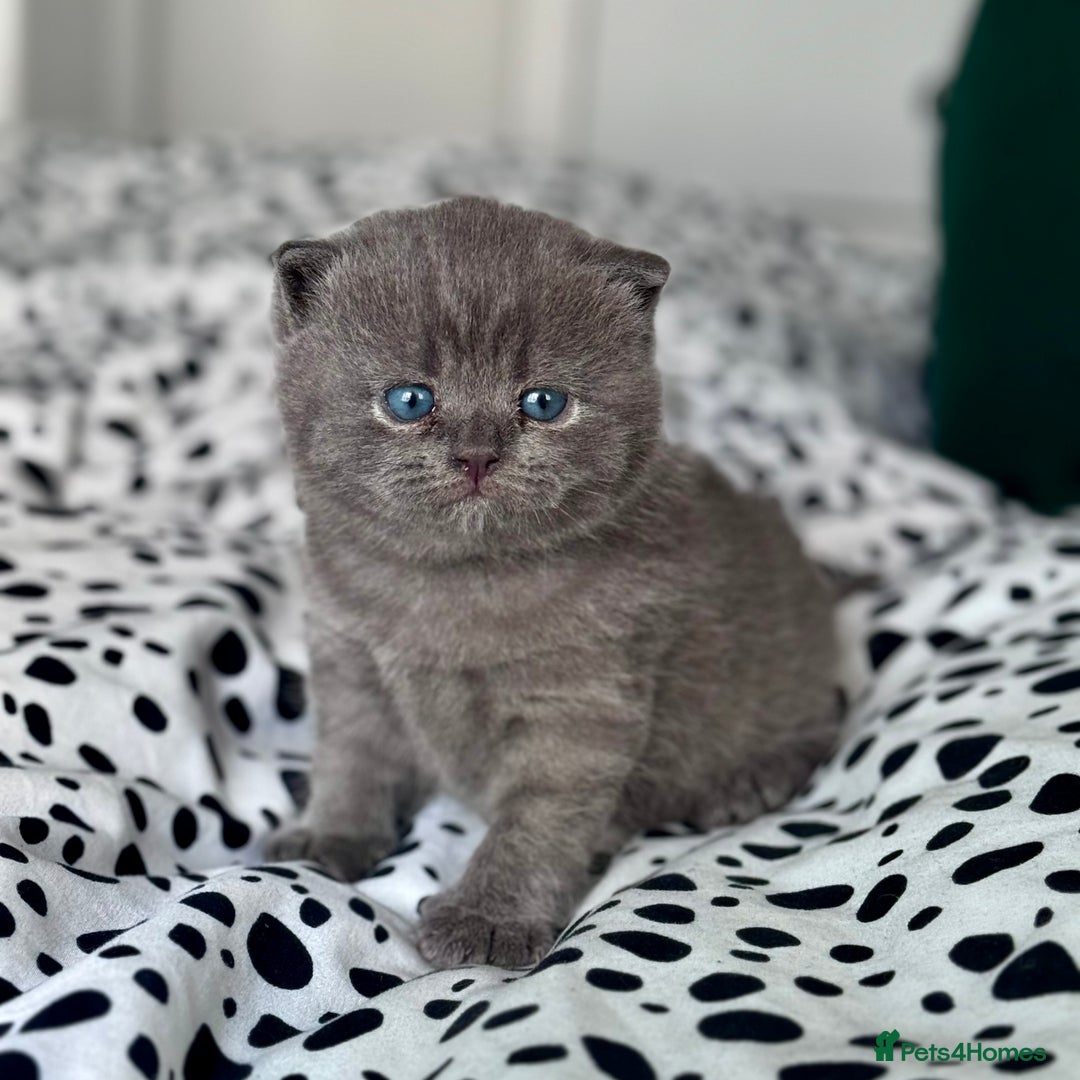 British Shorthair cats for sale: Beautiful Active Male Kitten for Sale – Blue - Image 10