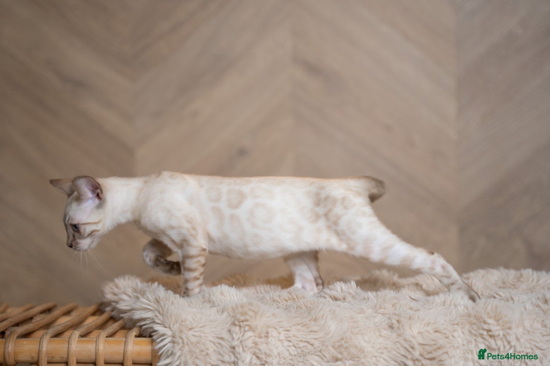 Bengal cats for sale: FRANCO- Snow Bengal Boy- Excellent traits-TICA reg - Advert 28