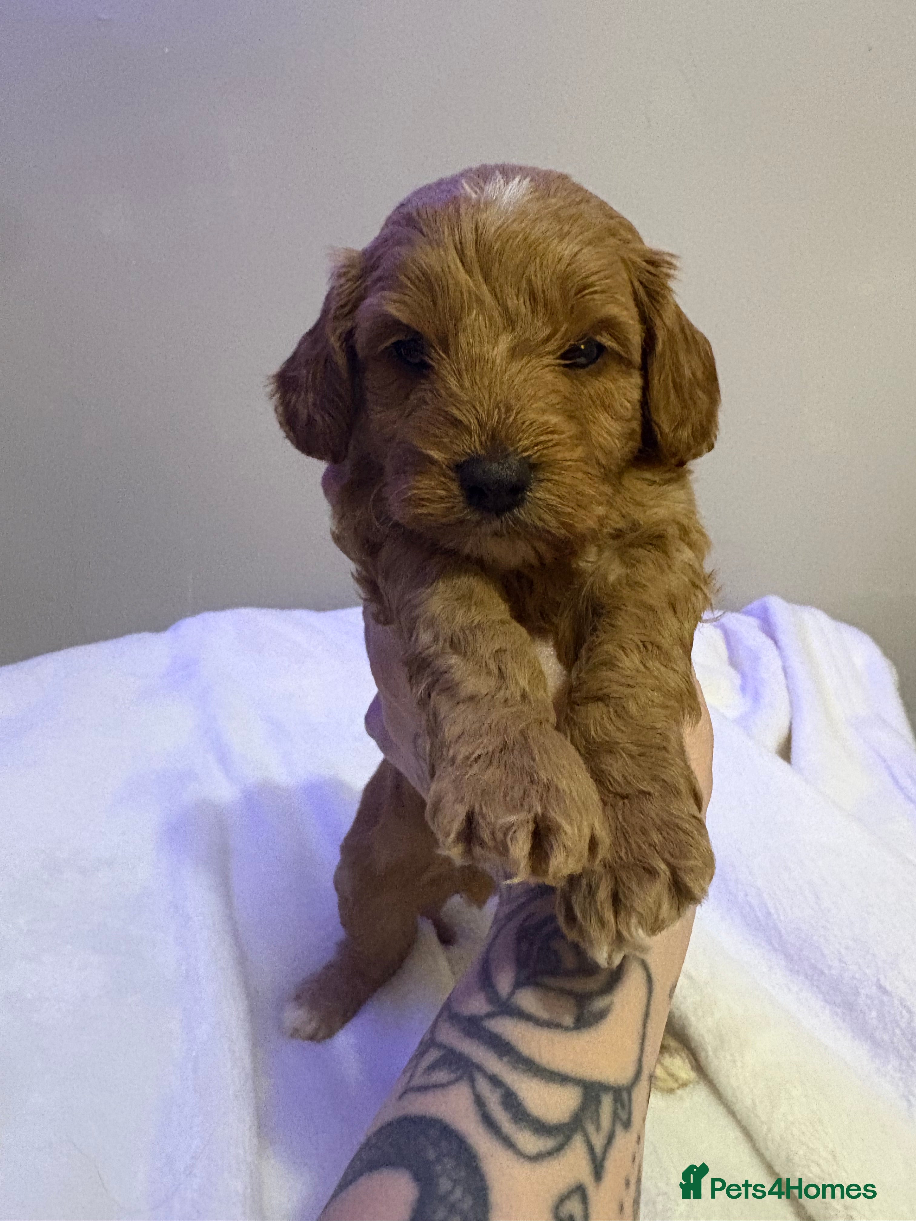 Cavapoo dogs 2 beautiful cavapoo puppies for sale.  - Advert 1