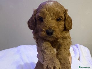 Cavapoo dogs 2 beautiful cavapoo puppies for sale. - Advert 1